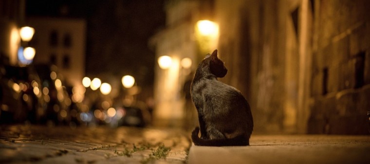 Chat la nuit