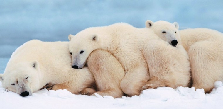 Ours polaires en Alaska