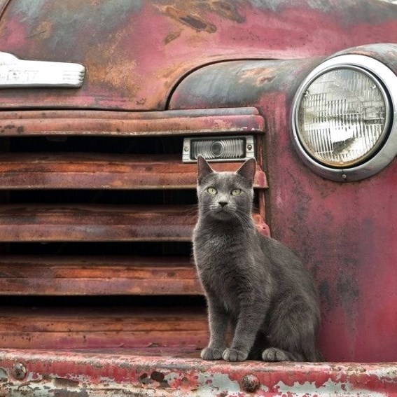 Chat sur une épave de voiture