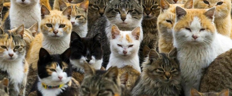 Concentration de chats! Lire la suite...