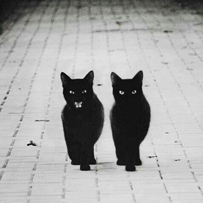 Twin Cats
